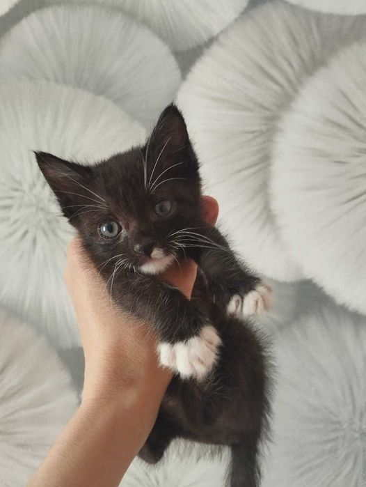Отдам котенка БЕСПЛАТНО