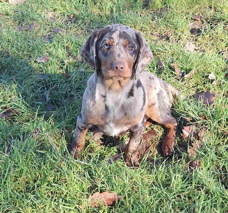 Мъжки Дакел