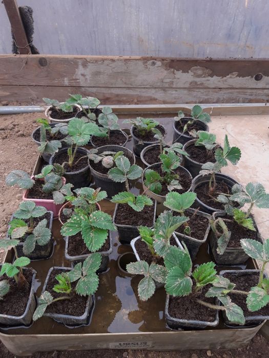 stoloni de căpșuni