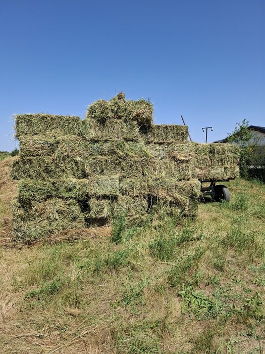 Baloți lucernă producator