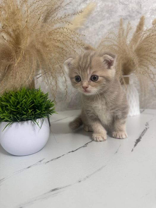 Котята британцы.