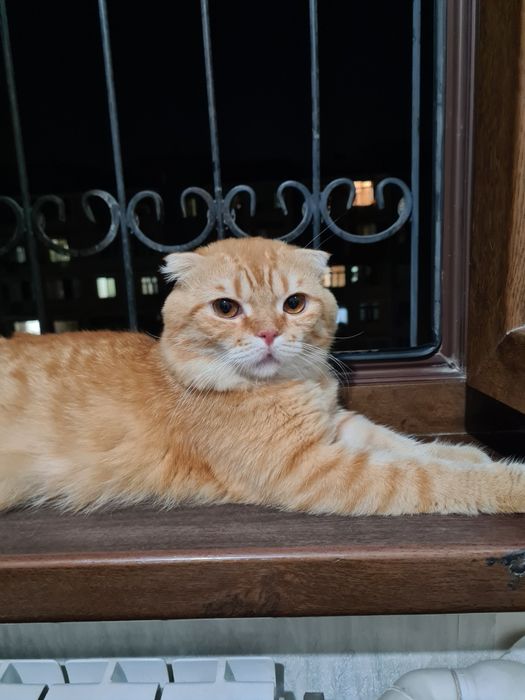 Вяска оригинал Скоттиш фолд шиншила 1.5 ёш