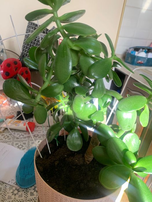 Денежное дерево Взрослое и детки