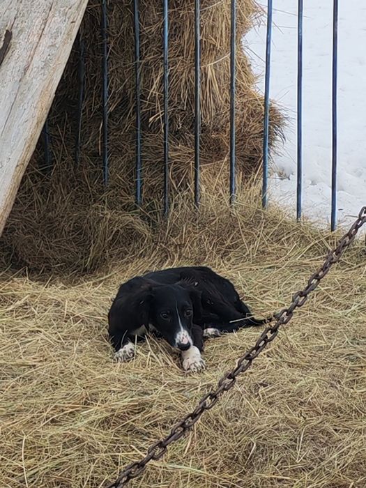 Продам щенка казахской тазы. (девочка)
