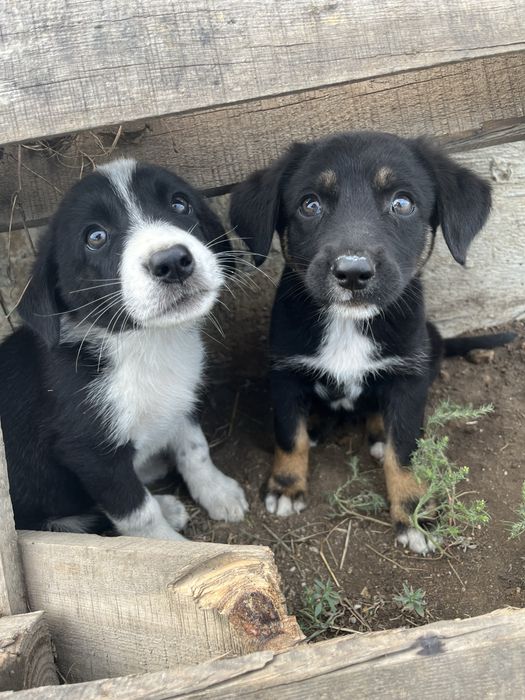 Отдадим щенят в хорошие руки !!