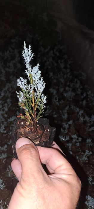 Можжевельник скальный блю эрроу