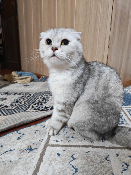 Scotish fold Продаются мама с котёнокм  100$