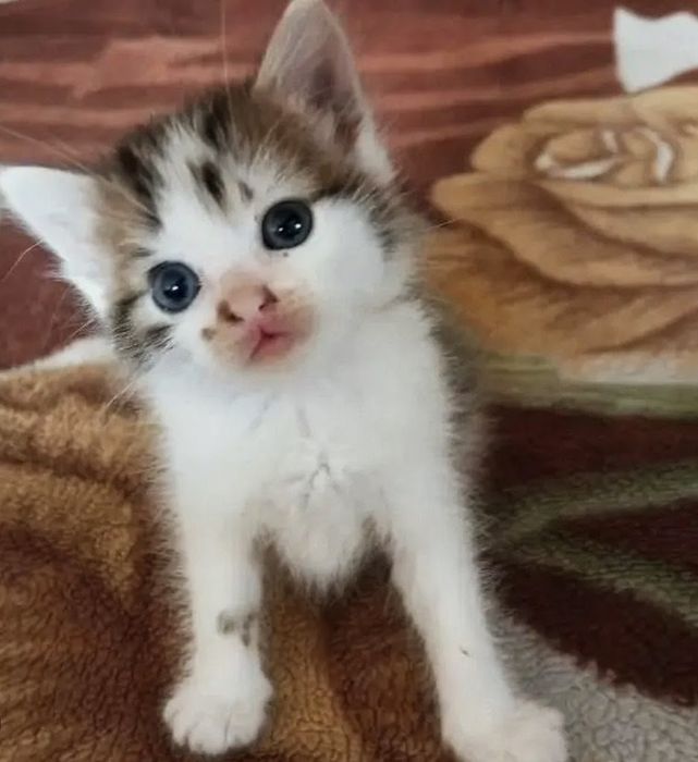 Продаются кошки мысык сатылады