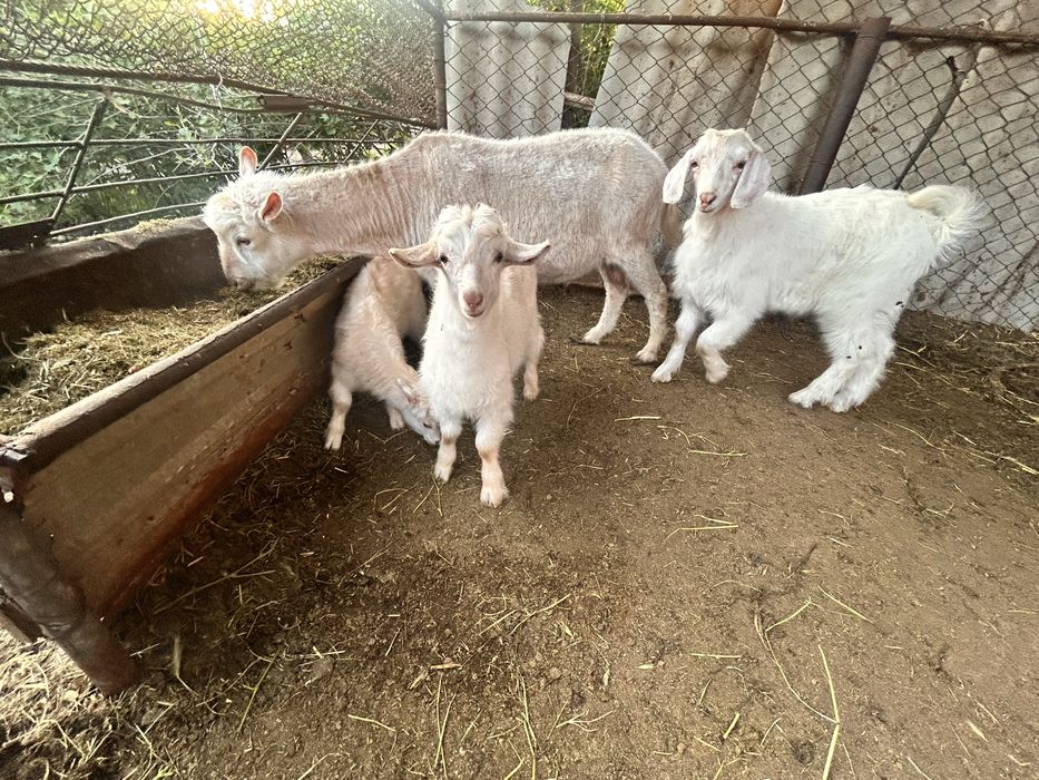 Продается  семейство  коз