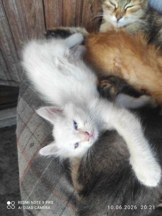 Котята в добрые руки