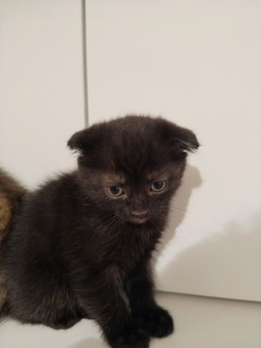 Красивые котята.