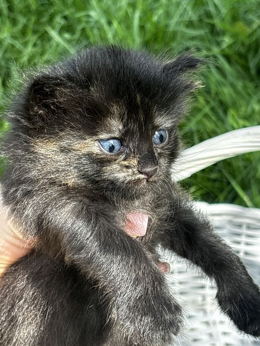 Домашние котята !!!