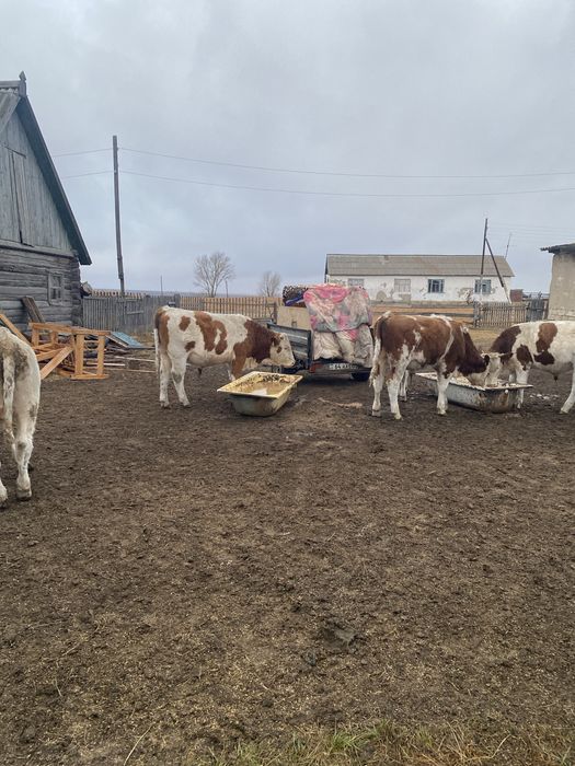 Продам бычков 22 головы