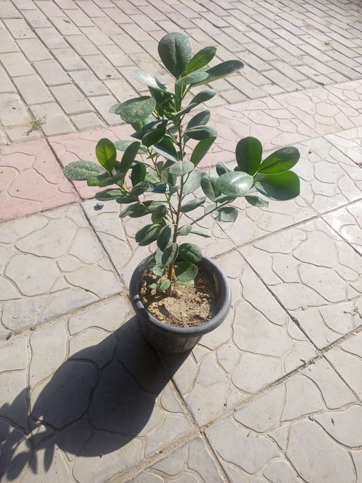 Продам цветы комнатные