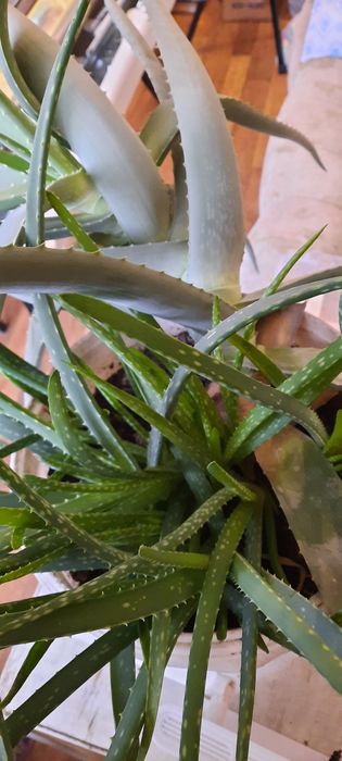 Продам Алоэ вера 10лет