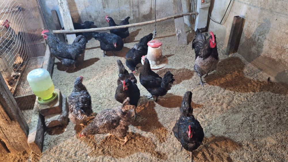 Продается домашние куры