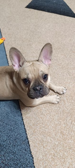 Французский бульдог, девочка, 8 месяцев