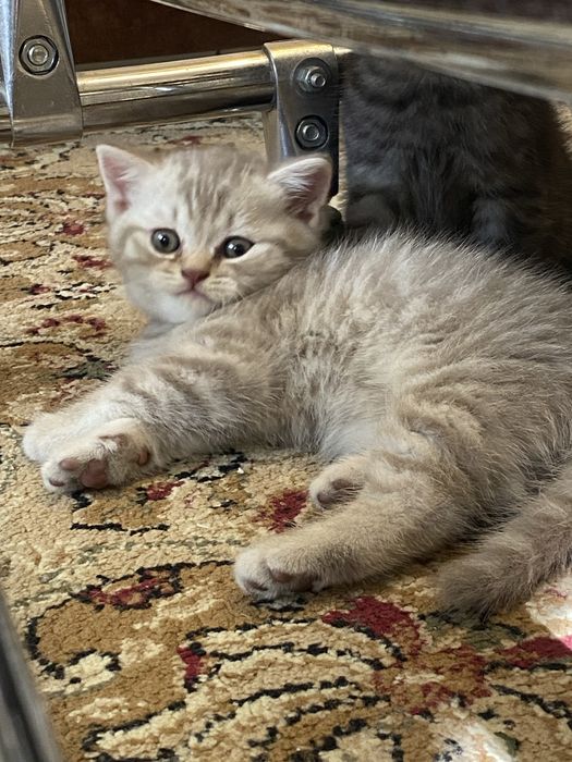 Продаю шатланских котят