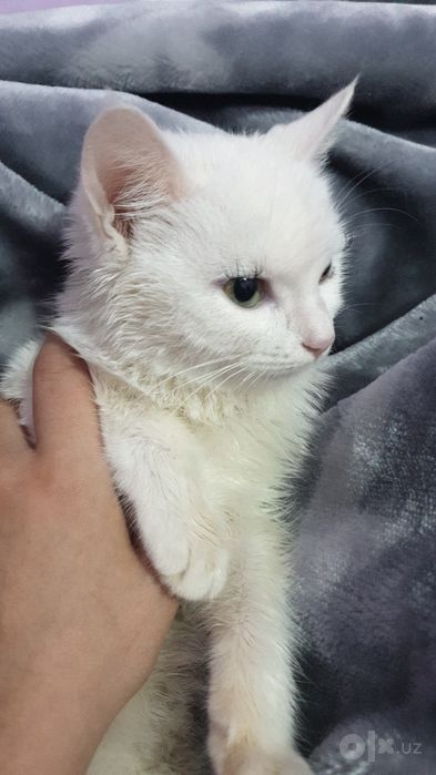 Turetskiy angora