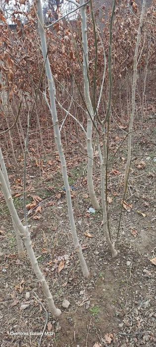 Можжевельник ва ясин кучатлар сотилади