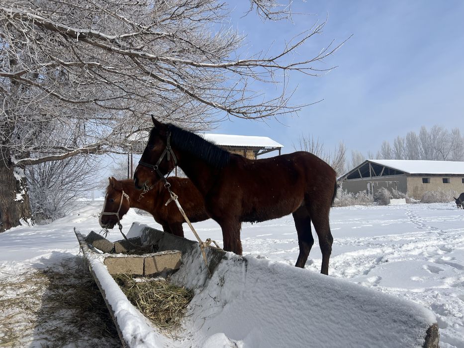 1.5 жасар құнаш шығар