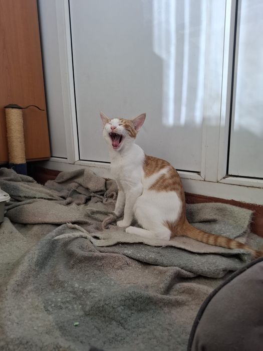 Ron- motanel in cautare de casuta