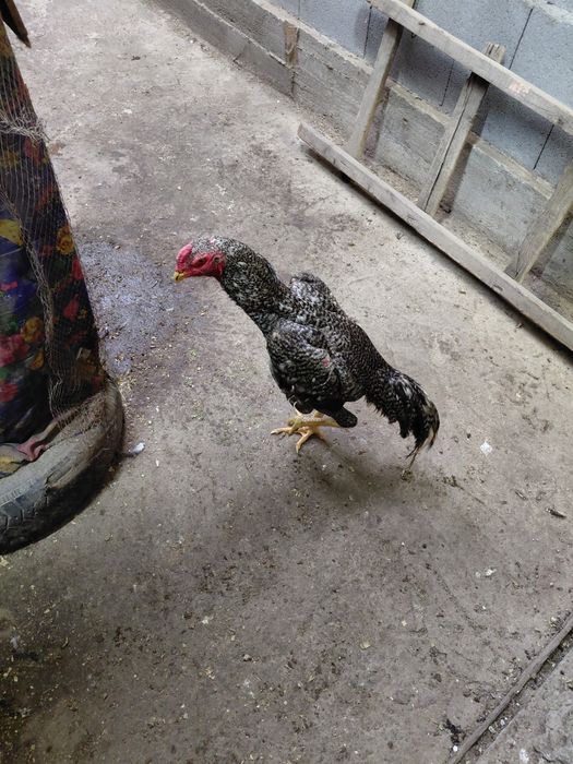 Дакан продам продам