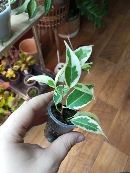 Продам комнатные цветы