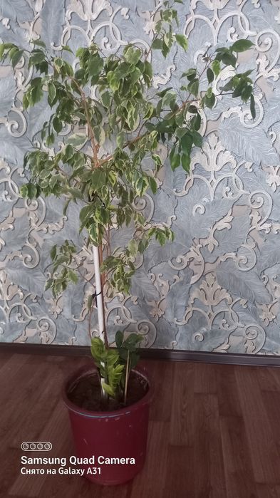 Комнатные цветы красивые