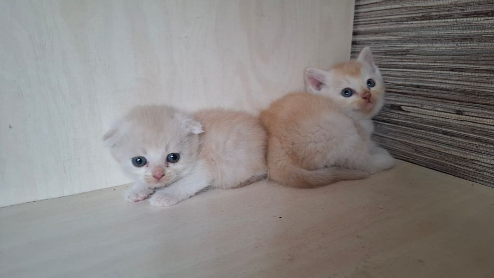 Мальчик, золотистого окраса