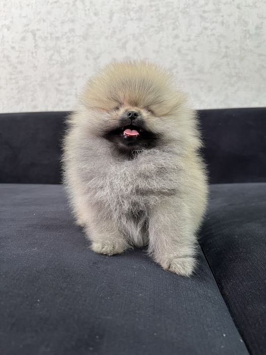 Продается померанский шпиц