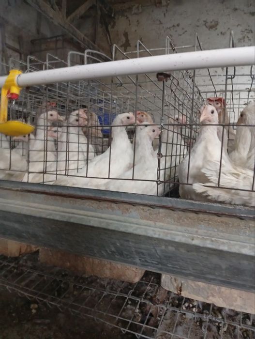 Loman sindi sotiladi