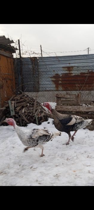 Индюки Самец 2-года и молодой Самец 8-месяца.