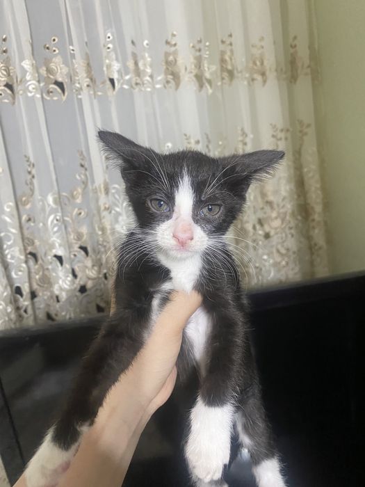 Продам черно-белого котенка