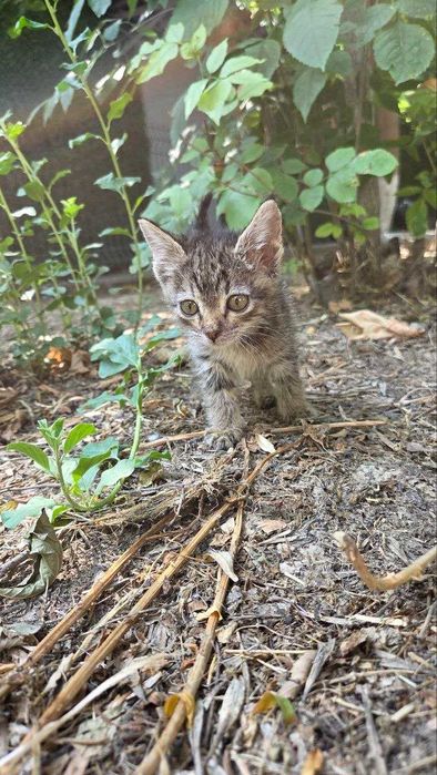 Котята ищут семьи!