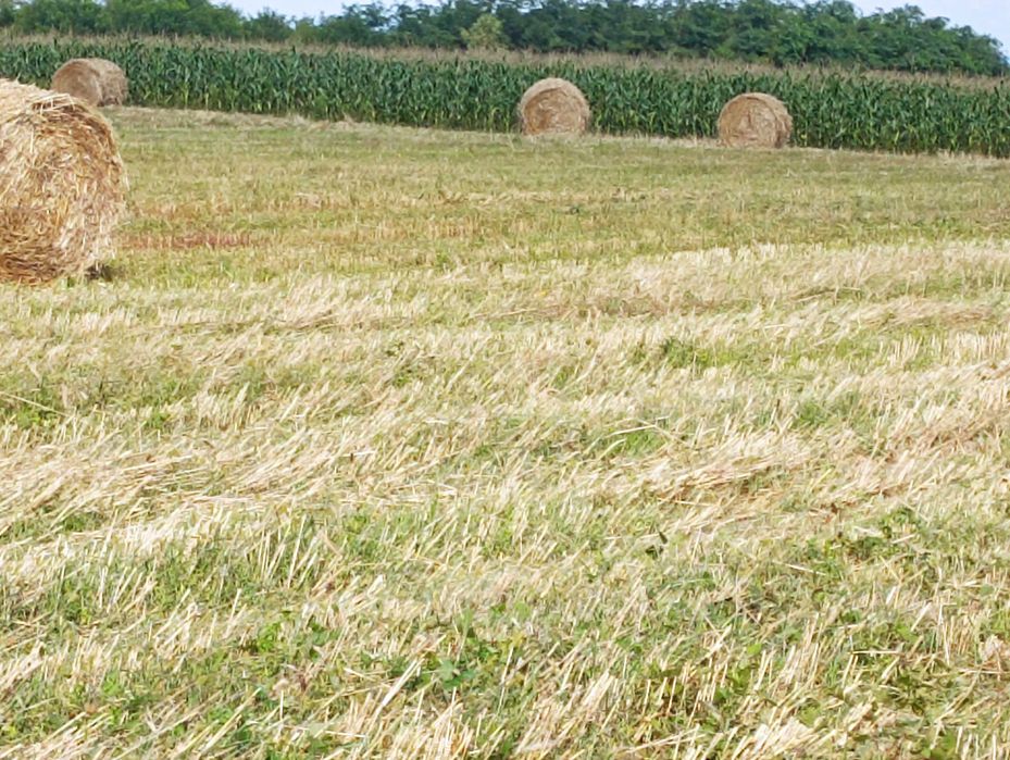 Vând baloți de paie