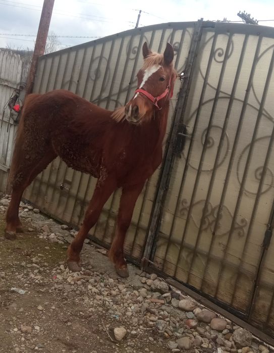 Mânz de vânzare  semigreu