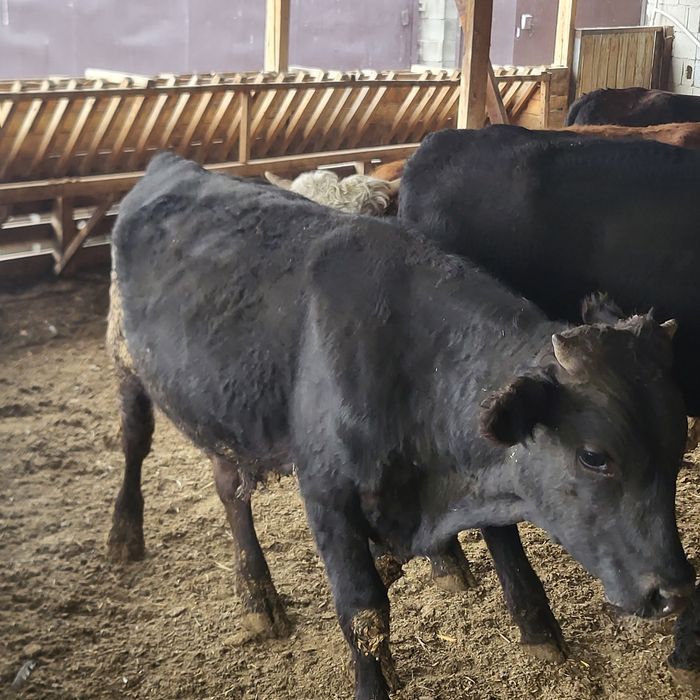 Продам 6 голов быков