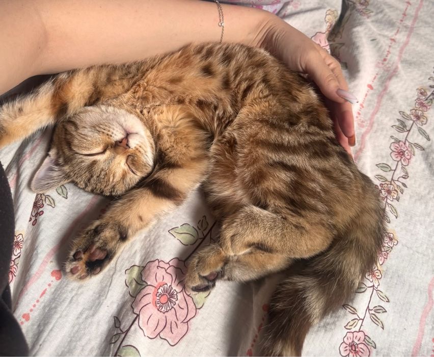 Продаётся шотландский котёнок, 4 месяца.