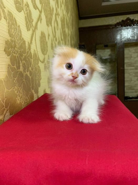 Scottish fold 2 oylik nasl olish mumkin Soğlom