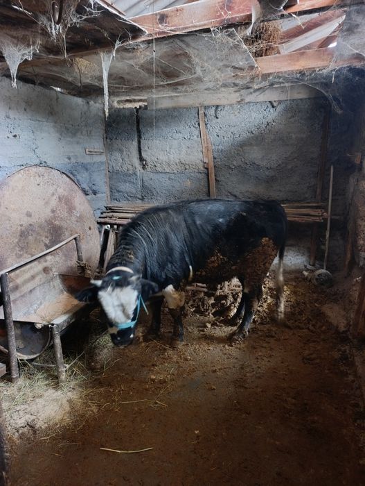 Бұқа сатылады семіз