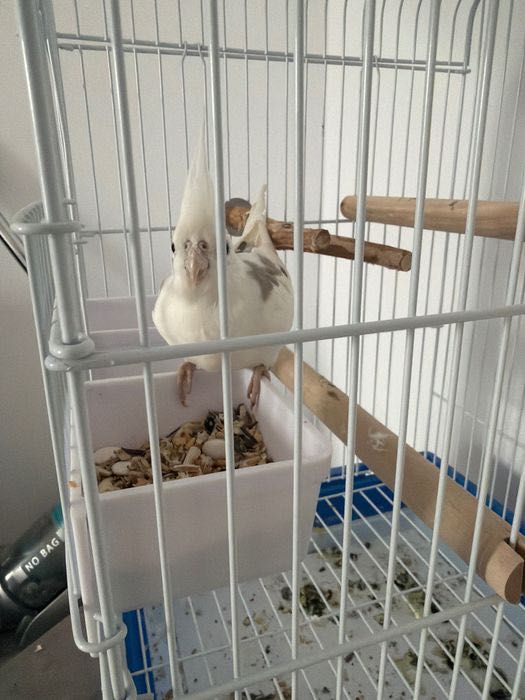 papagal cockatiel