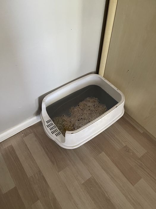 Отдам котенка в добрые руки