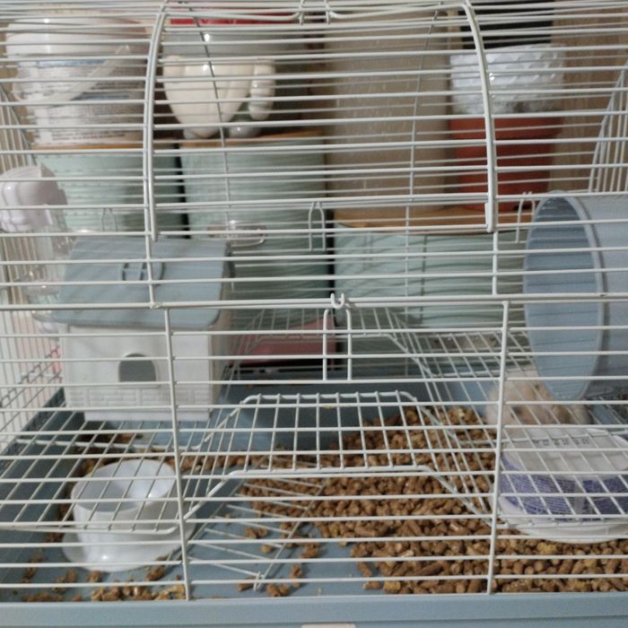 Продам милого хомячка