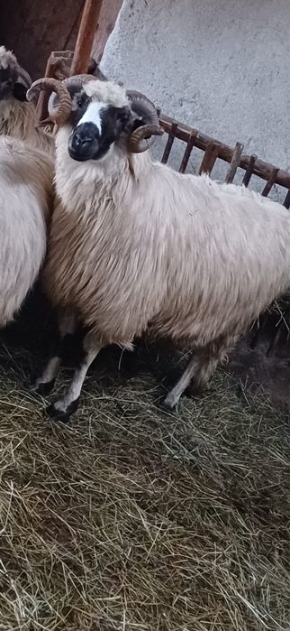 Vând berbec mior si un noatin