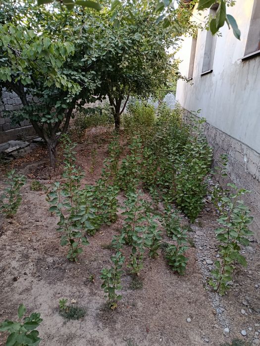 Продам саженцы вишни