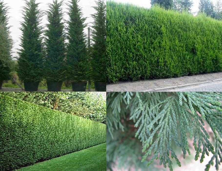 Агроном со стажем 10 лет Уход за растениями