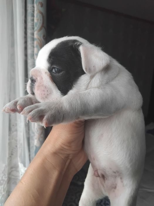 Французский бульдога