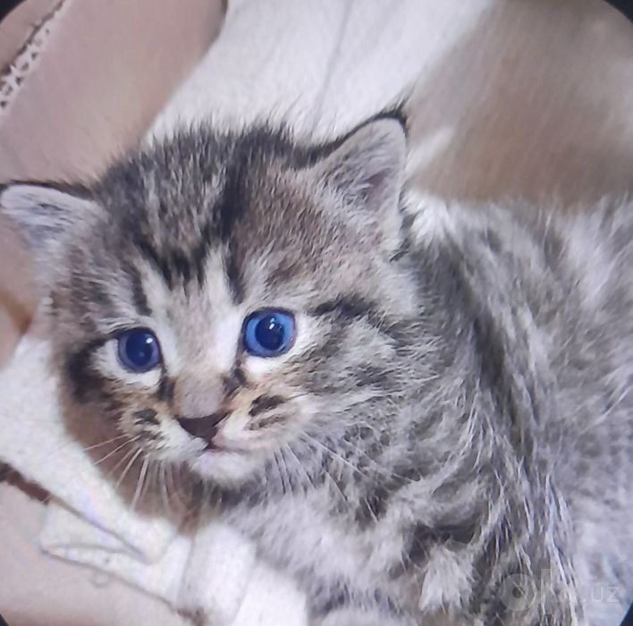 Красивий хароший