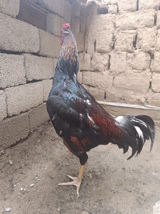 Дакан қораз сатлады